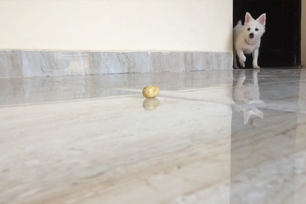 Dog-mmarble-600by400